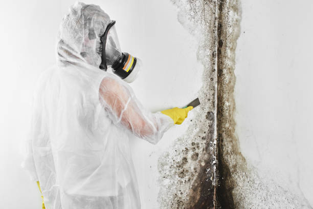 Best Black Mold Removal  in Sea Bright, NJ