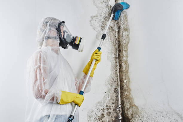 Best Professional Mold Removal  in Sea Bright, NJ