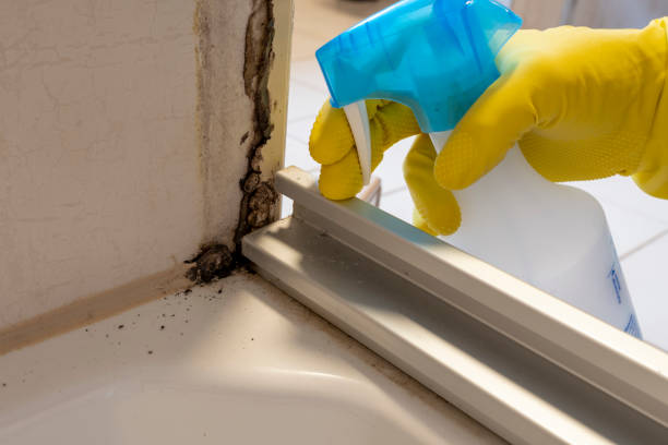 Best Mold Remediation  in Sea Bright, NJ