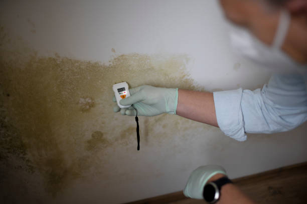 Best Certified Mold Removal  in Sea Bright, NJ