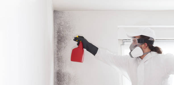 Professional Mold Removal in Sea Bright, NJ