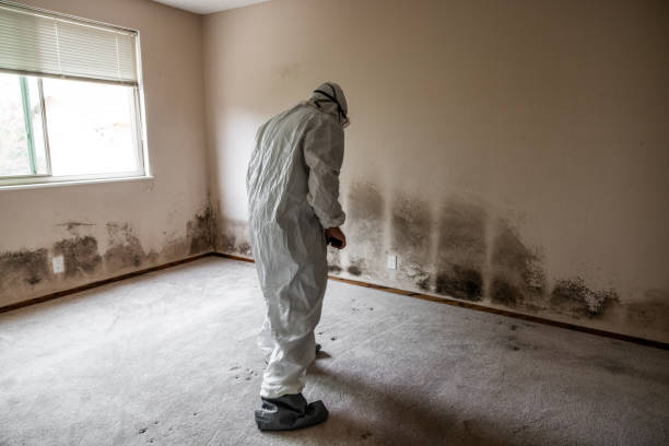 Sea Bright, NJ Mold Removal Company