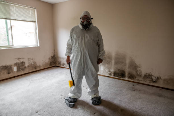 Best Affordable Mold Removal  in Sea Bright, NJ