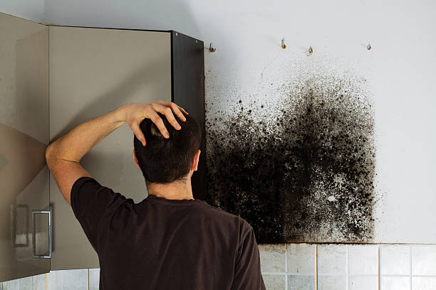 Best Toxic Mold Removal  in Sea Bright, NJ